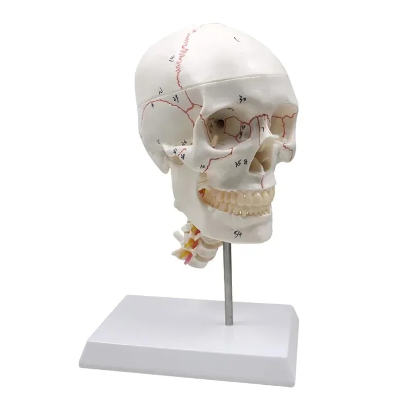 GREATLH 1:1 Skull Brain Anatomical with Cervical Spine Skeleton Model Human Skull Model Teaching Learning Tools