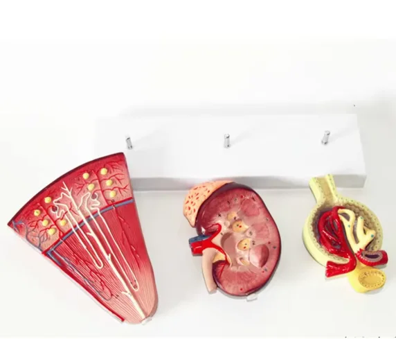 3Pcs Kidney and Urinary System Model Adrenal Gland Nephron Model Glomerular Renal Anatomy Model Kidney Cross Section