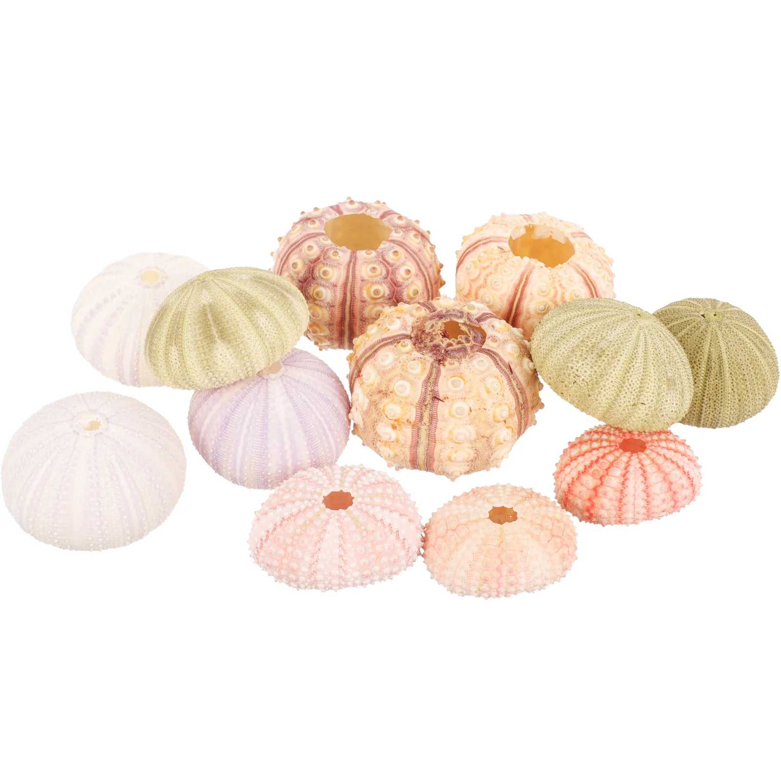 12 Pcs Natural Shell Conch DIY Sea Urchin Ornaments Fish Tank Decors Decorations Succulent Planters Desktop Succulents