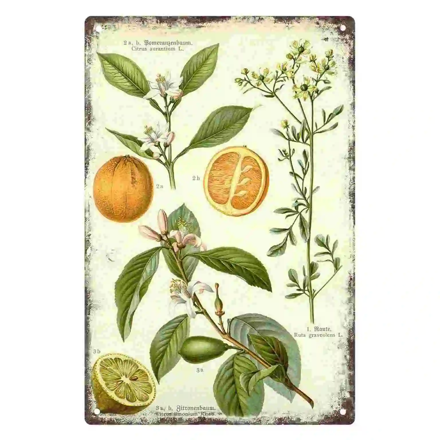 2D FLAT 1pc Vintage Botanical Citrus and Rue Plant Metal Wall Sign Decoration for Home Cafe Garage Bedroom Porch And Garden