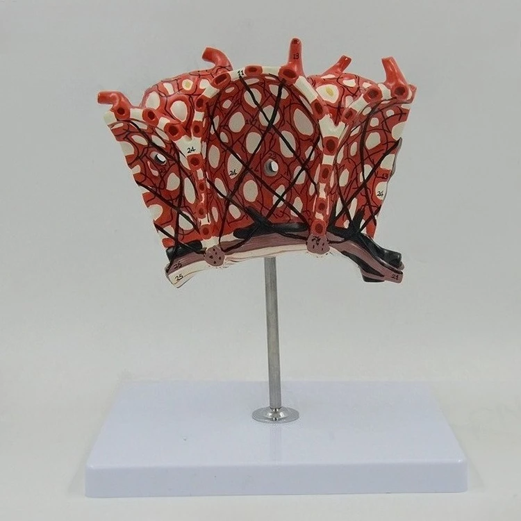 Human lung bronchial magnification anatomical model Teaching respiratory system model