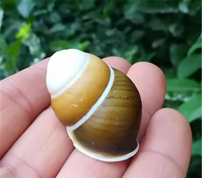 

Natural Conch Shell Green Snail Snail Rare Specimen Screw Shellfish Hermit Crab Replacement Shell Papustyla Pulcherrima