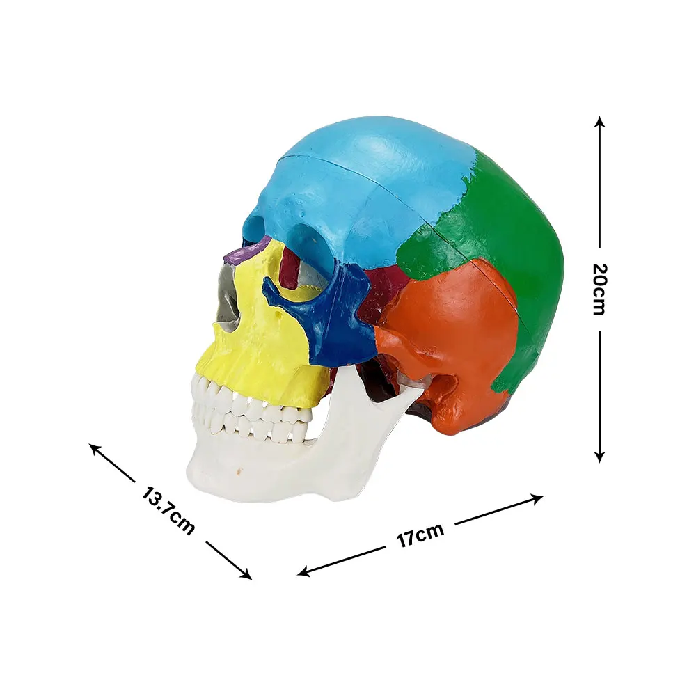 Life Size Human Skeleton Model Colorful Skull Anatomical Anatomy Demonstration Model Teaching Demonstration Dentistry Product