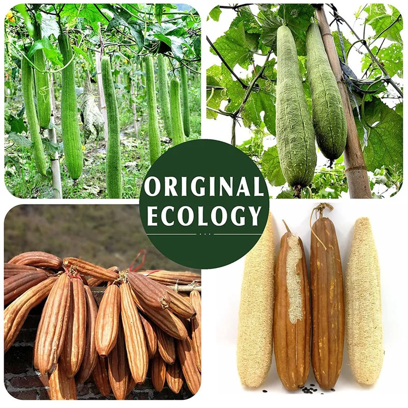 AT19-Esponja de Luffa de ducha ecológica, esponja de lufa para mujeres y hombres, paquete de 3, esponja de lufa Natural, depurador corporal exfoliante
