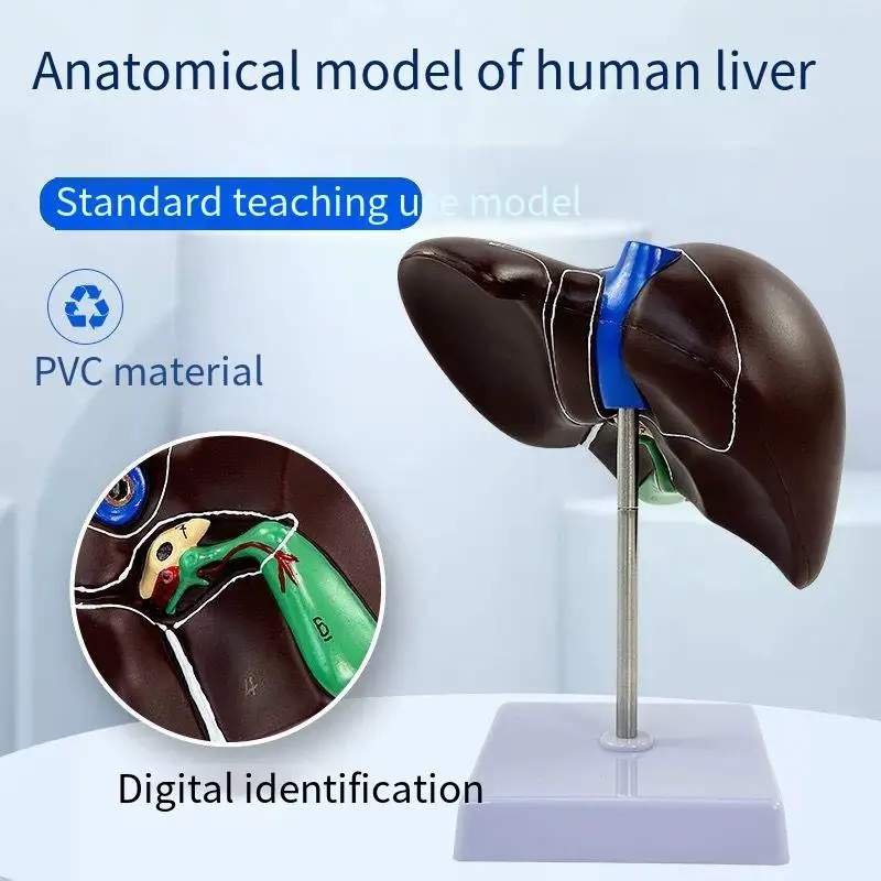 Human liver anatomy model of hilar hepatic vascular gallbladder bile duct structure medical internal organ teaching model