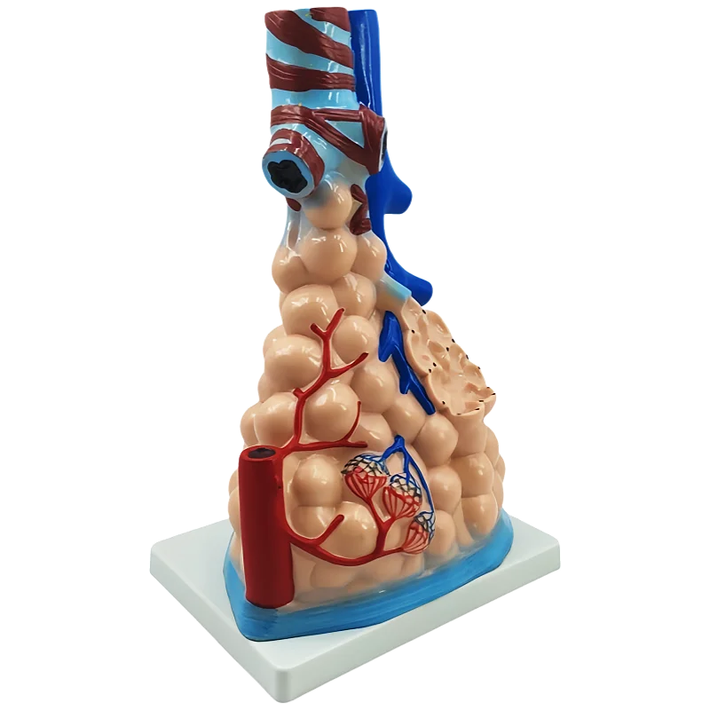 Medical Science Enlarged Plastic Magnified Human Pulmonary Alveoli Model Lung Model