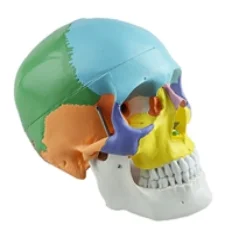 Adult Skull Bone Coloring Model Medical Science Human Cranium Anatomy Simulator Teaching Aids for Medicine College Biology and H