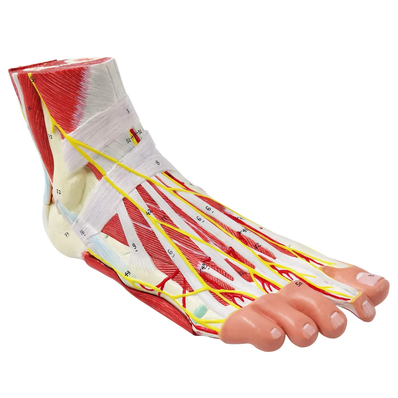 

Human Foot Anatomical Model 9 Parts with 81 Digital Signs, Foot Muscles Ligaments Blood Vessels Nerves Display