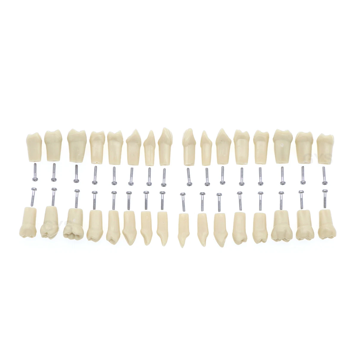 Sostituzione dei denti del modello dentale 32 pezzi modello di denti a vite Typodont pratica riempimento restauro Demo M8022 Fit Frasaco AG3 tipo