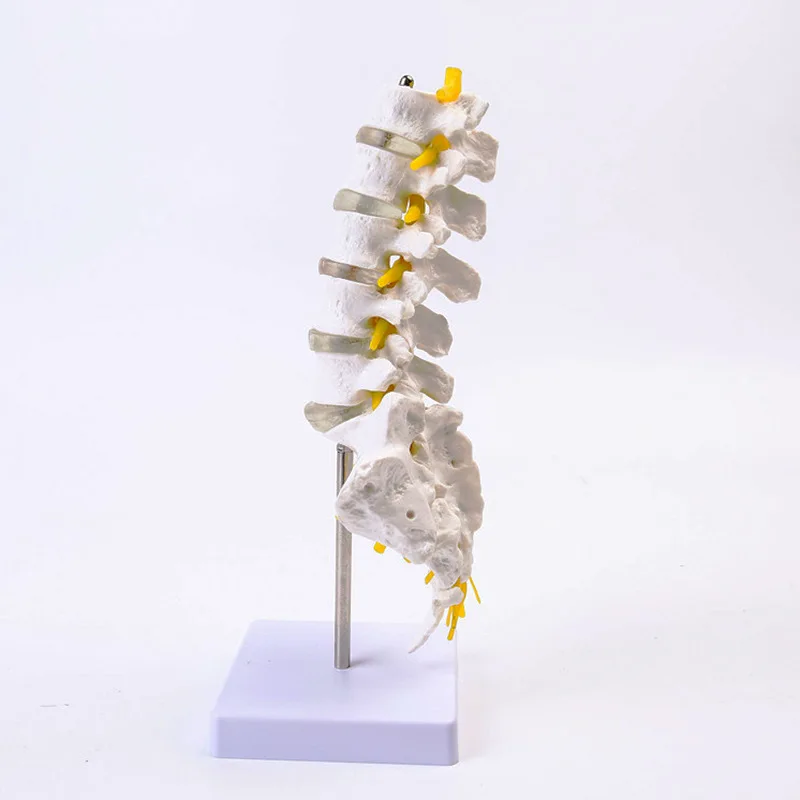 Natural Big Five Lumbar Spine, Band Tail Skeleton Model Lumbar Intervertebral Disc Neuroskeletal Teaching Model