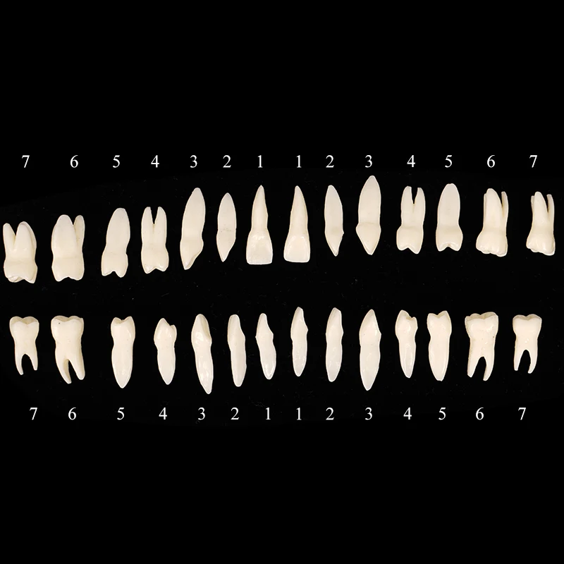 Dental Adult Teeth Model Full Mouth 1:1 Permanent Tooth Model with Root Upper Lower Teeth for Demonstration Teaching Studying