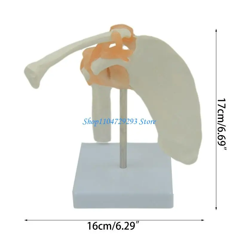 Y2GD LifeSize Model Model ANTOMICAL ANTOMICAL CHO W/ ADEP CHO ANATOMY S
