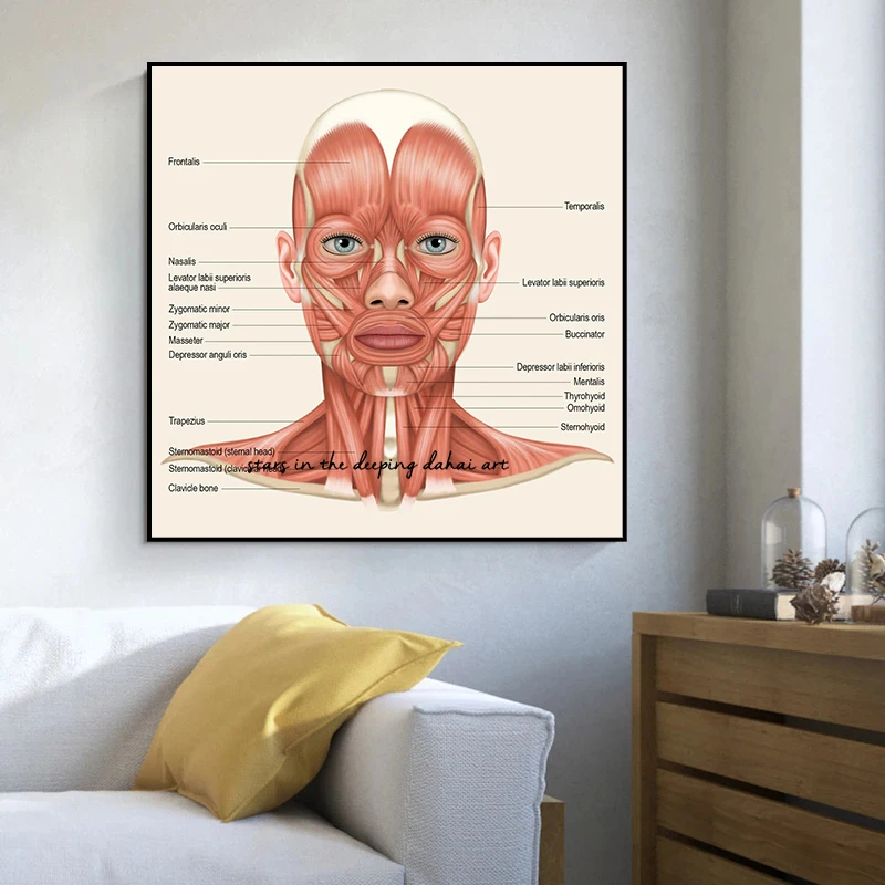 Anatomy The Neck Muscles Head Face Muscles Overview Art Medical Poster Canvas Painting Wall Art Prints Picture Home Clinic Decor