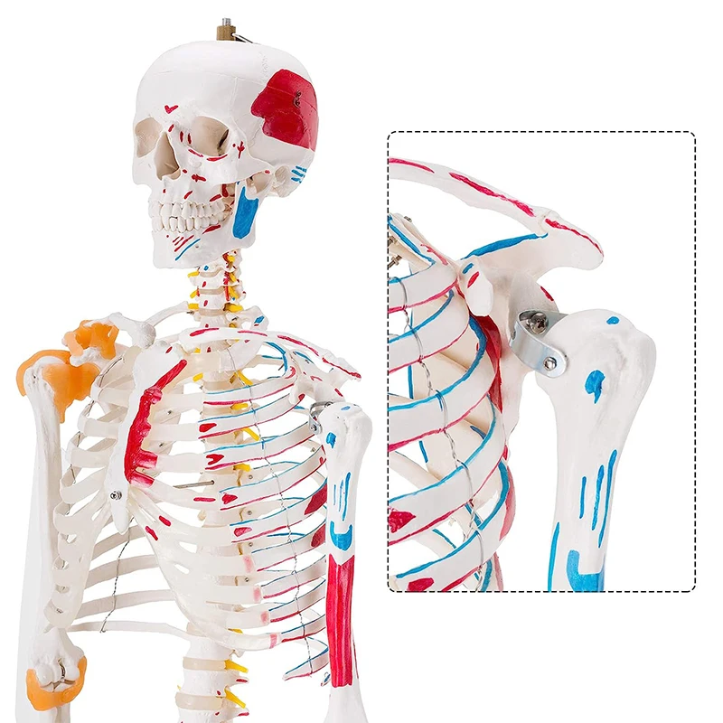 170CM Human Skeleton Model for Anatomy Life Size Medical Human Skeleton Model with Ligament，with Nervous System with Rolling