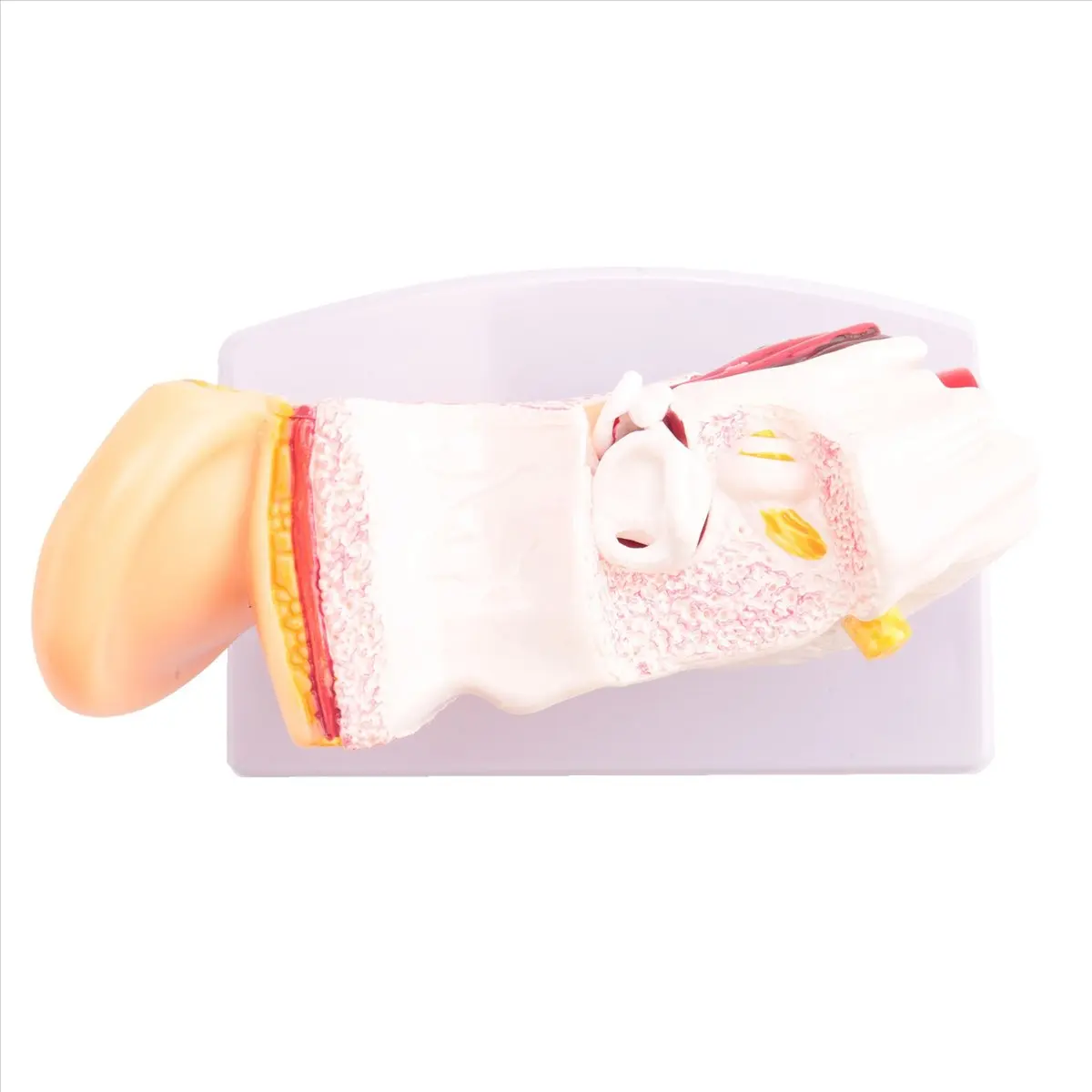 

Наборы электроинструментов, 3 шт., 3-кратная модель анатомии человеческого уха, демонстрирующая структуру центральных и внешних частей уха, учебные принадлежности