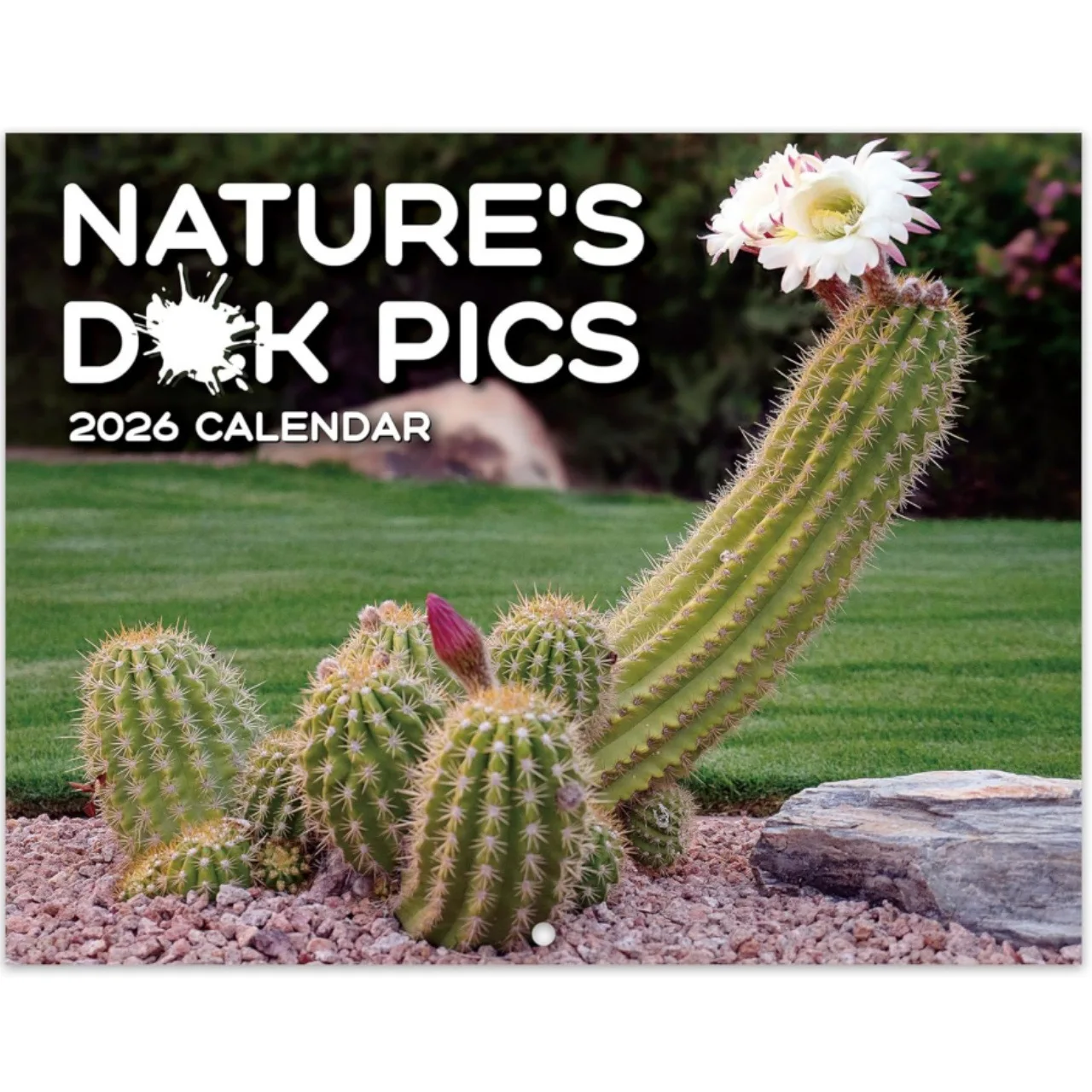 2026 Calendar Decorative Cactus Calendar Cactus Prank Calendar with 12 funny cactus illustrations Office decor gift