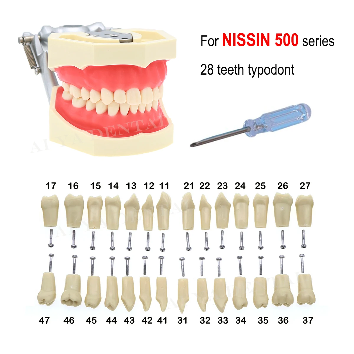 Dental Teeth Model Screw-in Replacement Teeth Compatible NISSIN 500 Type For Dentistry Preparation Training Teach Resin Material