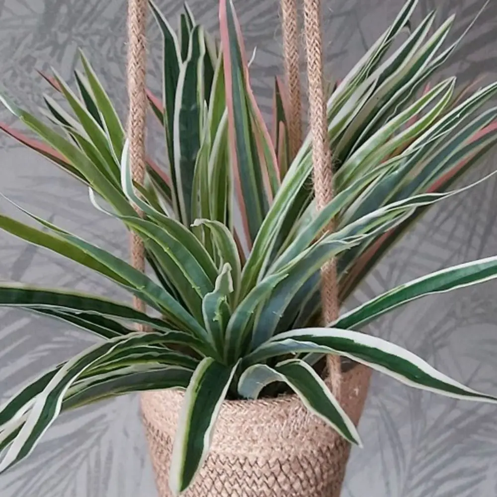 1 PCS Artificial Silk Chlorophytum Branch Creative Simulate Plants Simple Plastic Fake Plants For Table