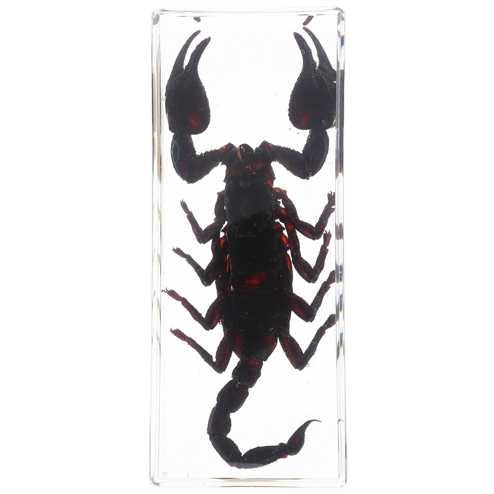 Insect Specimen Resin Bug Paperweights Animal Scorpion for Office Preserved Bugs Acrylic Case Science Classroom Specimens