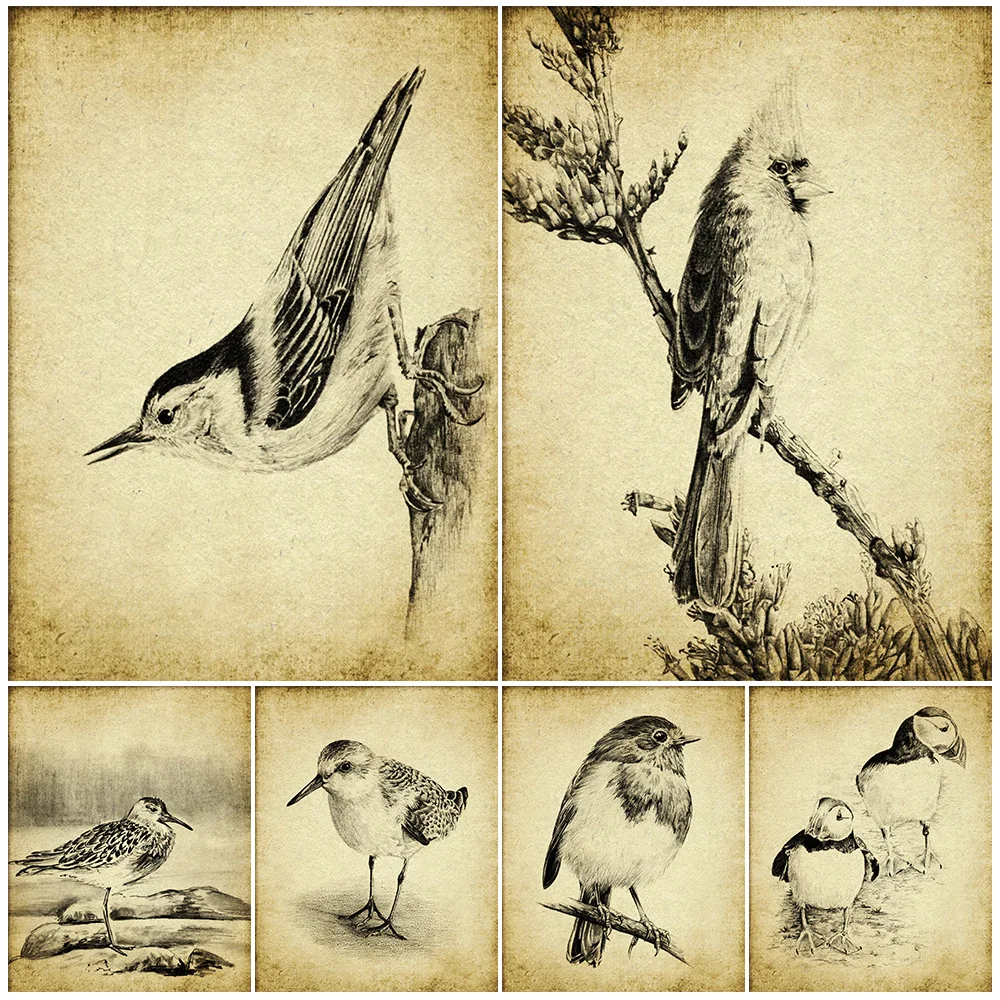 

Sandpiper Bird,Wren,Wood Pigeon,Nuthatch,Vintage Pencil Drawing Wall Art Canvas Print,Garden Bird Art Poster Print Home Decor