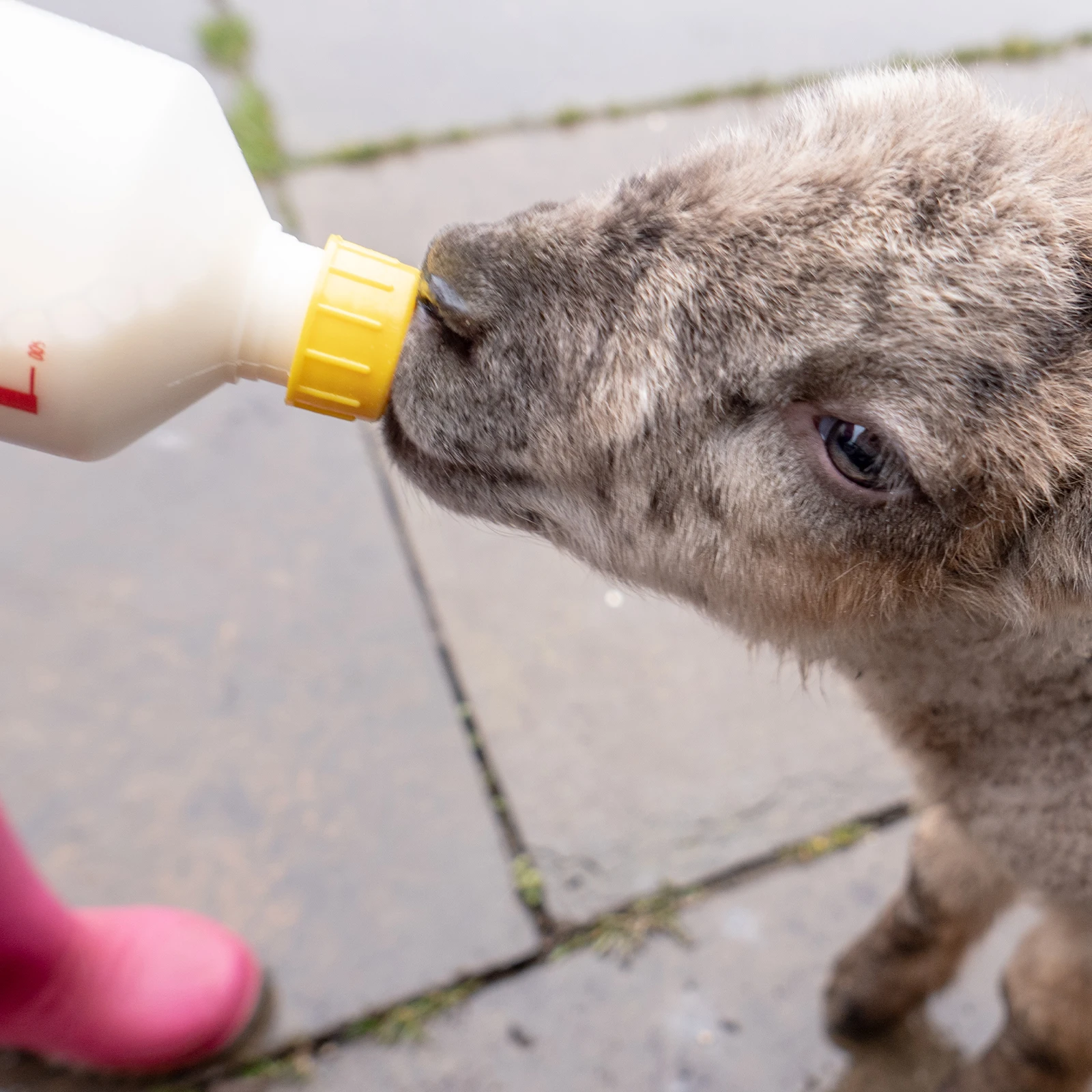 

10pcs Nursing Bottle Nipples for Lamb Goat Pig Calf Durable Safe Smooth Edges Feeding Tool Small Animal Milk Drink Bottle