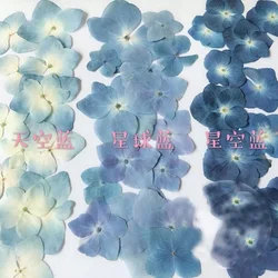 30pcs Pressed Blue Natural Dried Hydrangea Macrophylla Flower Plants Herbarium For Jewelry Phone Case Bookmark Scrapbook Craft