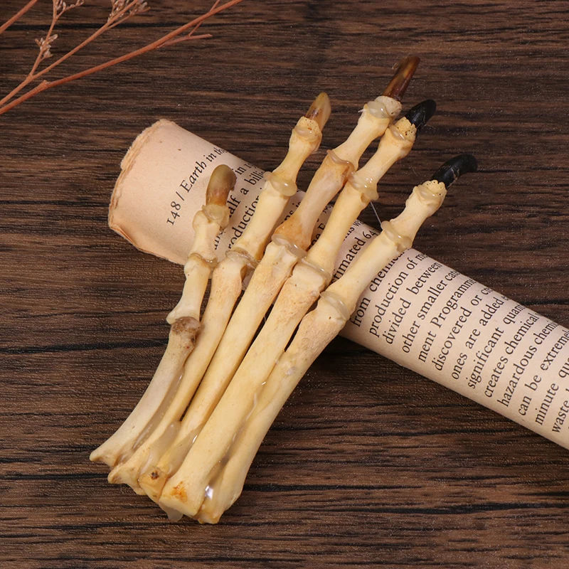 مجموعة عينة عظام باو، مجموعة التحنيط، عينة هيكل عظمي باو لتزيين تعليم العلوم
