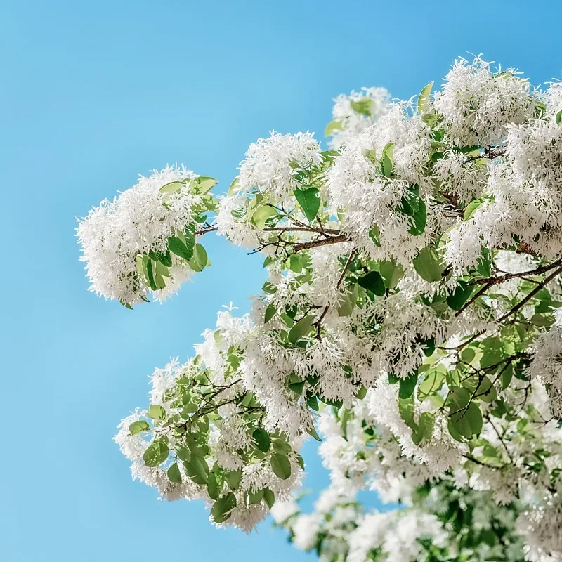 Iflight Albatross V…