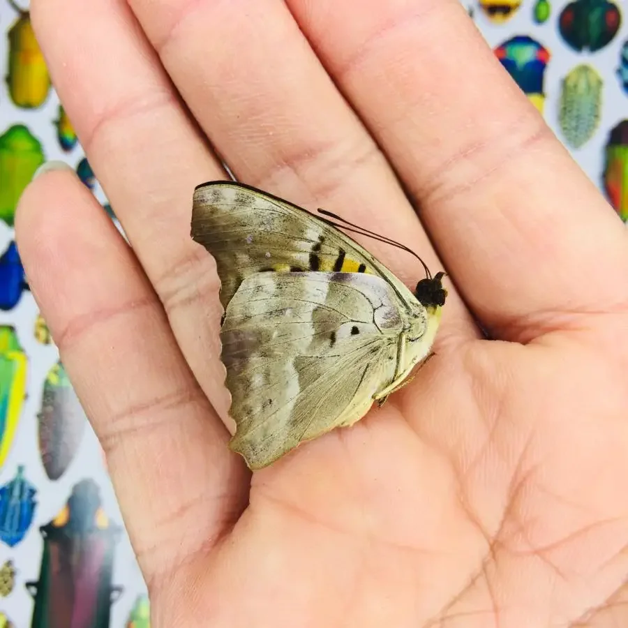 Morpho Menelaus Occidentalis Doxocopa Cyane Real Butterfly Specimens Without Open Wings Entomologist Insect Lover