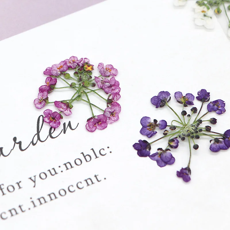48Pcs Fragrant Snowball Flowers, Colorful Natural Dried Flowers, Pressed Flowers, Resin Photo Frames, Bookmarks, Pressed Flowers, DIY Handmade Plant Specimens, Floral Materials, Scented Candles
