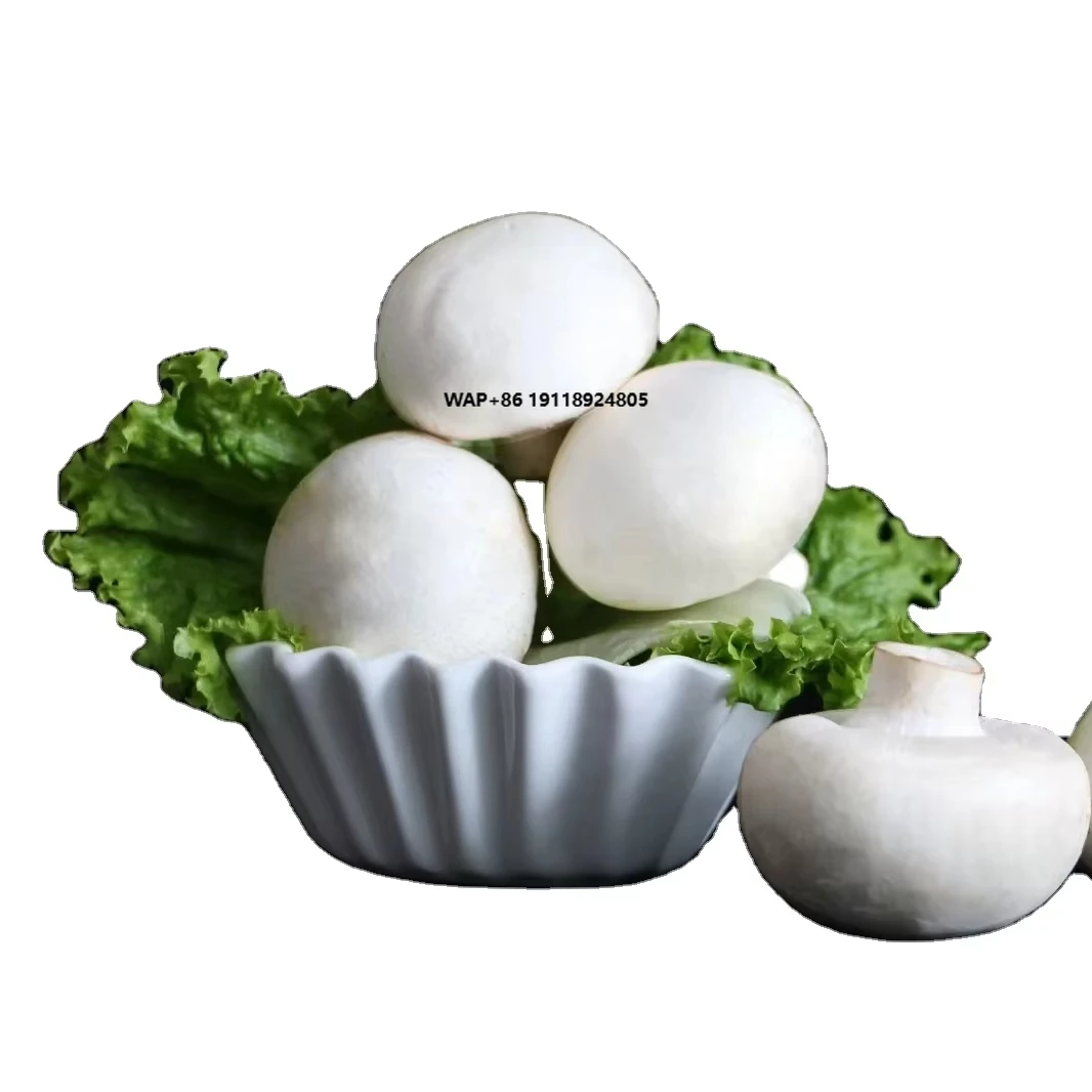 

Mushroom Cultivating and Growing China Cold Storage With Equipment