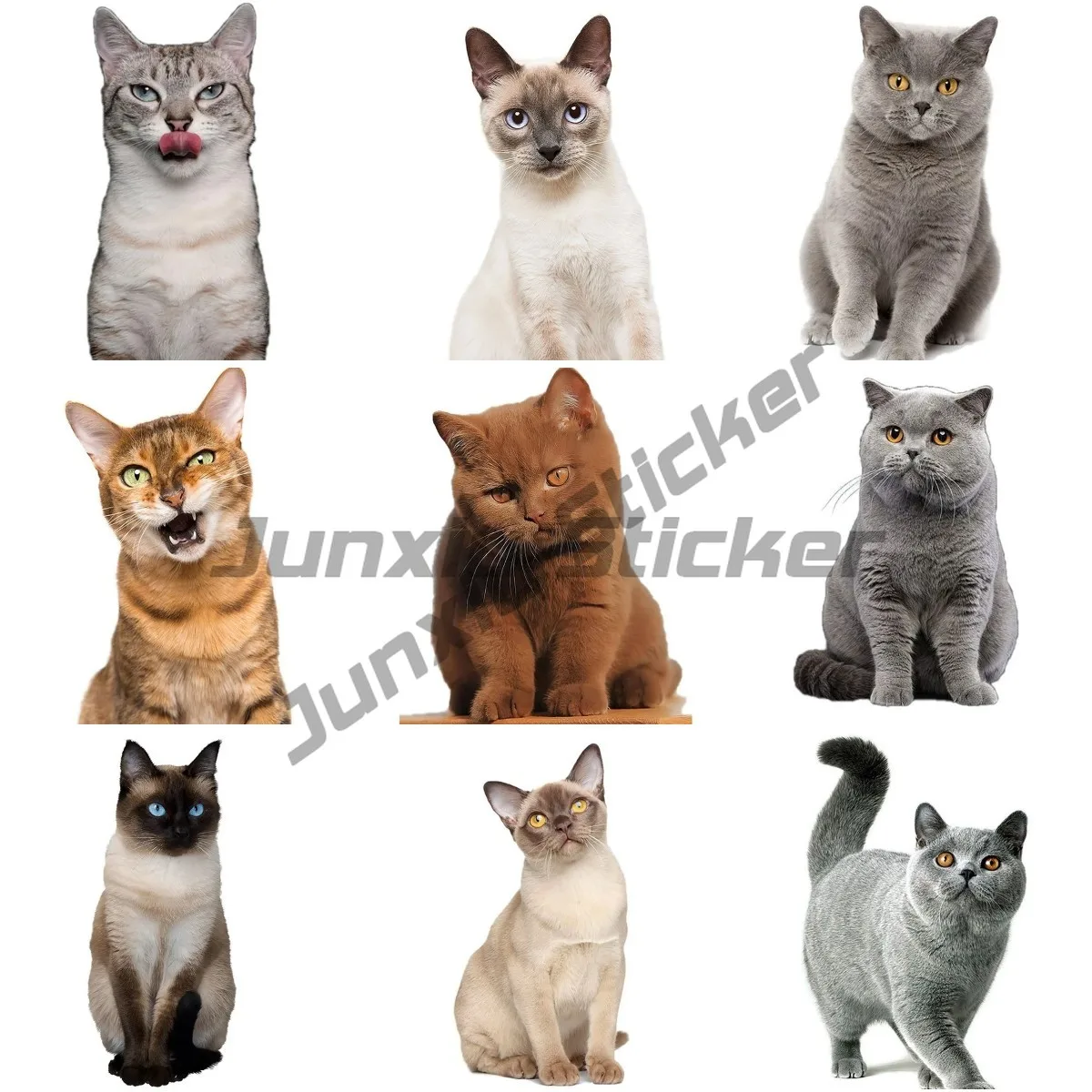 

Car Sticker Lovely Cat Persian Cat Birman Bombay British Shorthair Burmese Pet Animal Waterproof Vinyl Autohesion Decorate Decal