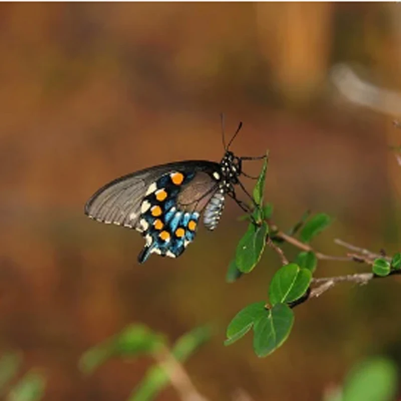 

Плата распределения питания HGLRC SPECTER 12S PDB для регулятора скорости SPECTER 90A для FPV-дрона/квадрокоптера