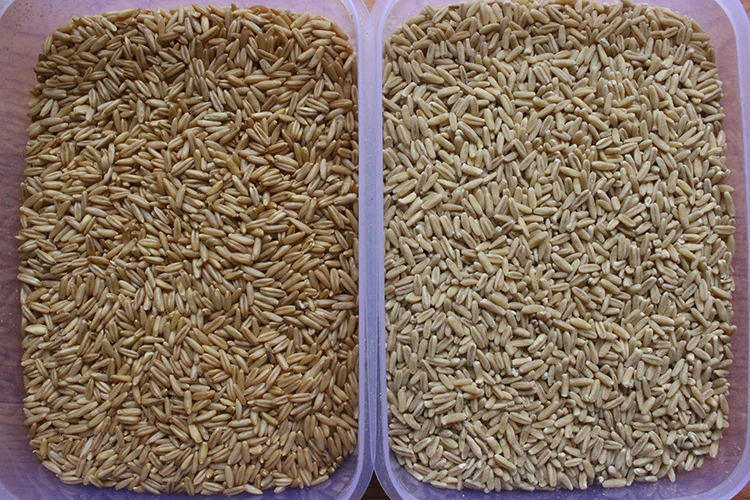 Machine d'épluchage/épluchage d'avoine, meilleure vente de 2025