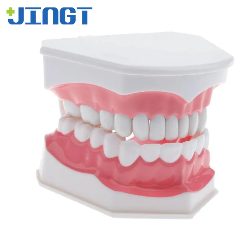 JINGT Dental Teeth Model Oral Teaching Cognitive Exercise Mold Tooth Fake  Dentistry Practice Molds Dentures Dental Accessories