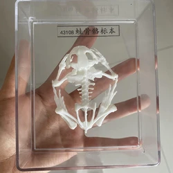 1PCS BOX Taxidermy toad/Frog specimen real bone skeleton skull science specimen art