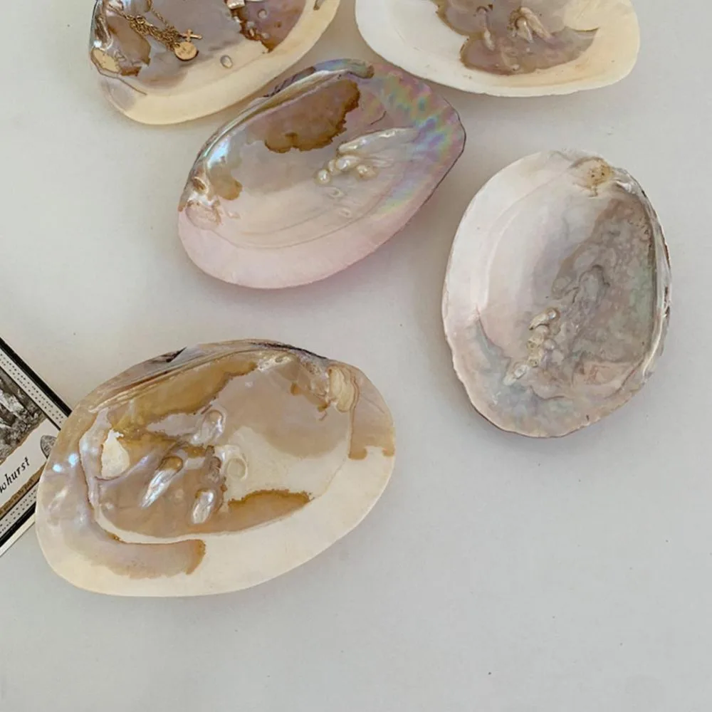 Shell Shape Decorative Multifunctional Pretty Vibrant Color Jewelry Storage Tray Art Craft Storage Holder Storage Container