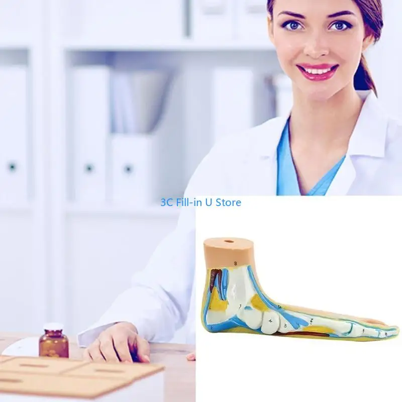 G8TA Foot Anatomical Model, Including Bones, Muscles, Ligaments, Human Foot Anatomy Model Teaching Prop with Digital Signs