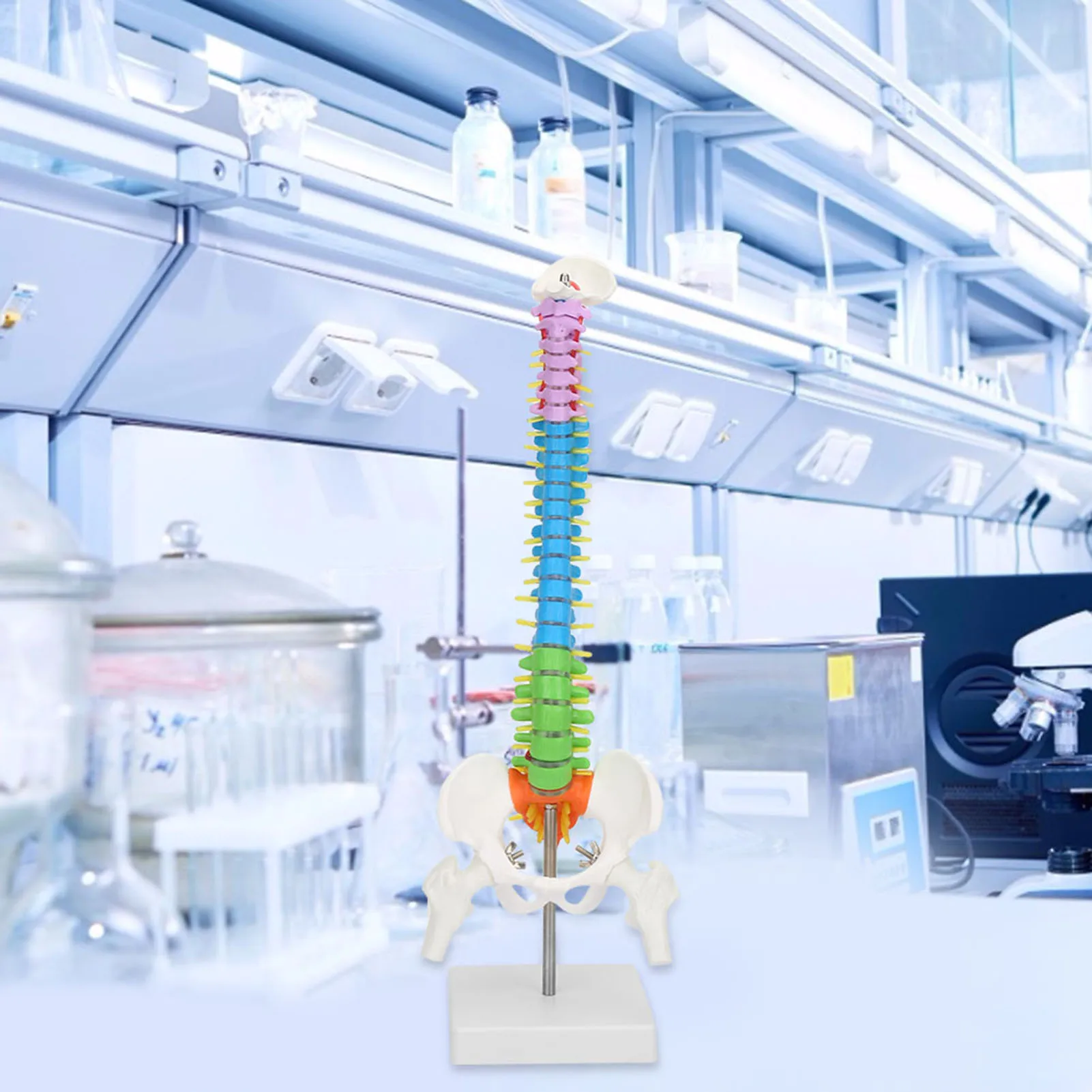 Esqueleto Humano Anatômico Flexível em Tamanho Real com Pelve Feminina, Novo Modelo de Coluna Colorido, 45cm