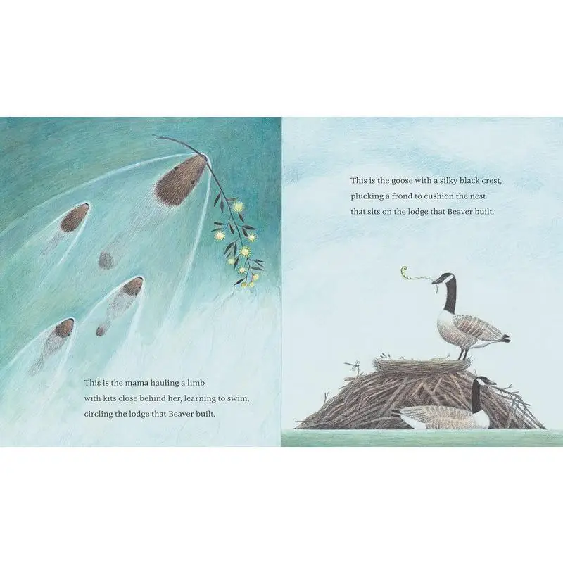 The Lodge That Beaver construido Randi Sonenshine Candlewick Press 9781536218688 Libro