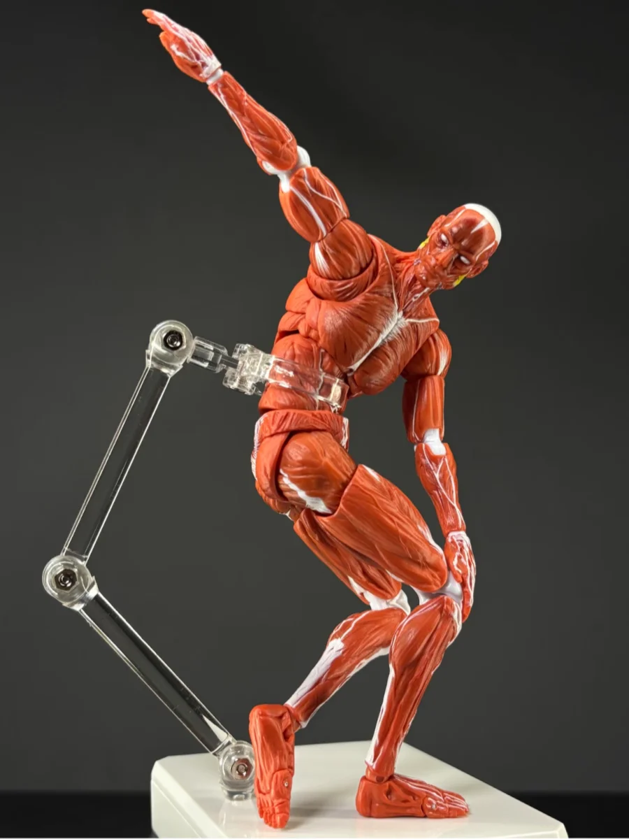 

In Stock 1/12 Scale Keepgoing Human Muscle Model Super Movable Joint Muscle Body Painting Reference Collectible Action Figure