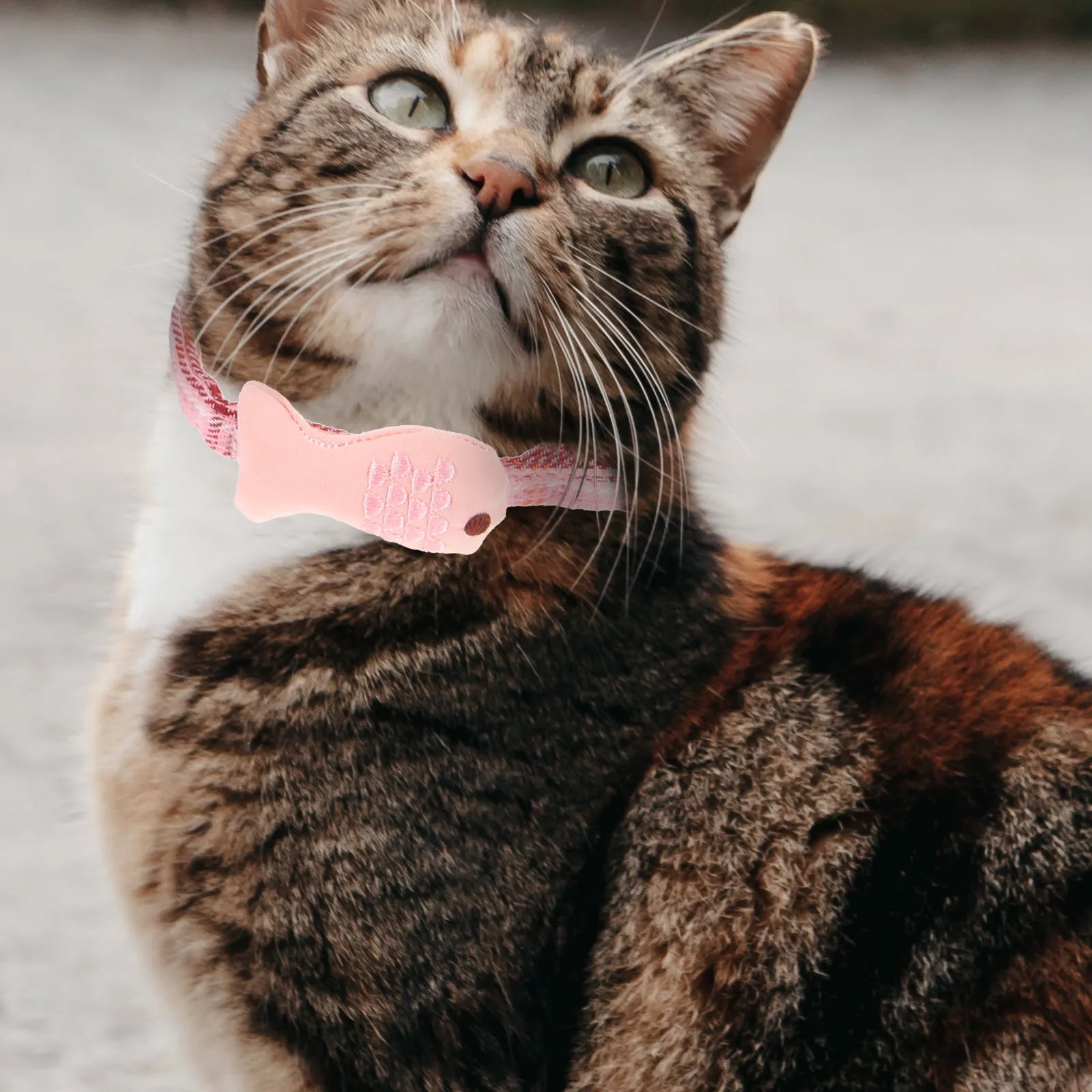 مجموعة طوق للقطط الأليفة مكونة من 4 قطع، قلادة لطيفة بتصميم سمكة شبكية عالية الجودة قابلة للتعديل للحيوانات الأليفة الصغيرة، عصرية ومريحة