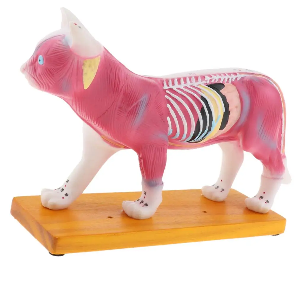 Cat Anatomy Model, 36 Acupuncture Points Lifesize Animal Model, Lab Demonstration Models