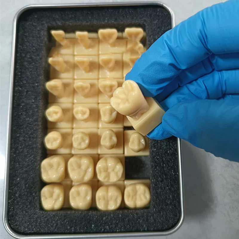 28tooth/Box 2 Times Comparison Carving Permanent Tooth Model Student Practice Study Tools Dentist Materials Dentistry Training
