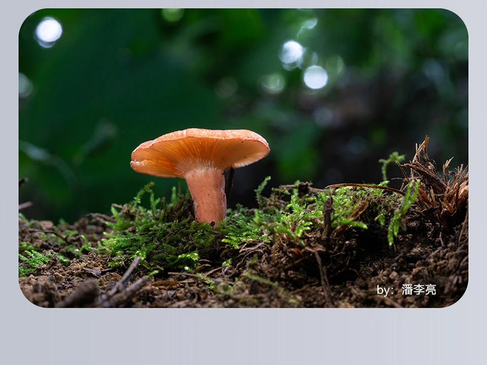 TTARTISAN 40mm F2.8 APS-C Makro-Kameraobjektiv für Insekten, Schmuck, Porträts, Stilleben, kompatibel mit Fuji XF, Sony A7RIII, Z, RF, M43 – Detail 19