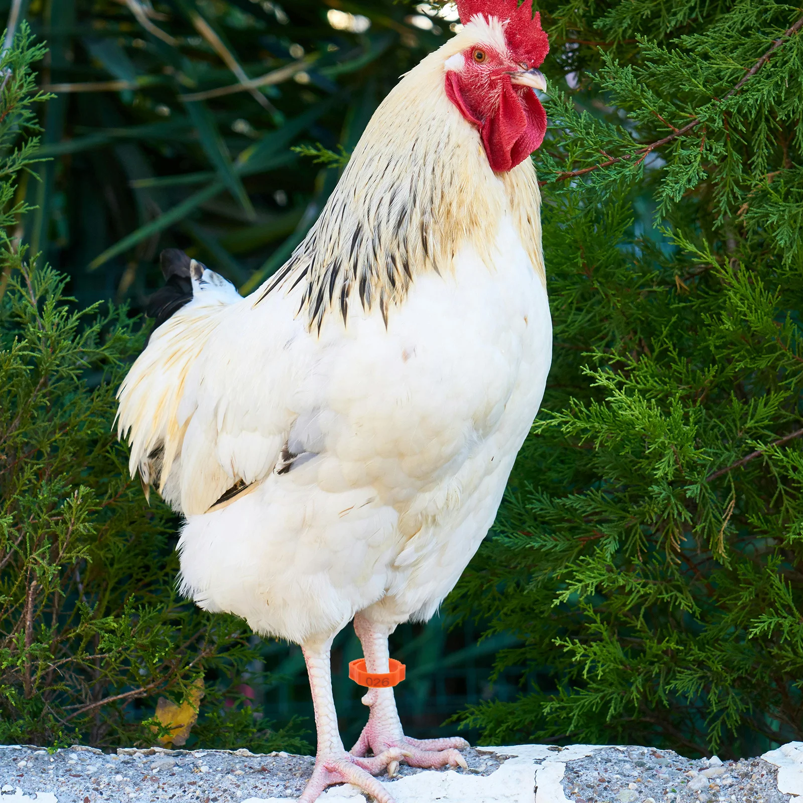 100 шт., ленты для ног для птицы, кольца для ног с куриным номером, надежная посадка, идентификационные бирки для управления разведениями на ферме