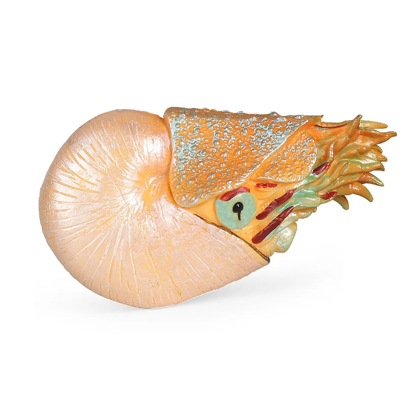 Kids simulation marine animal model toy ancient creature nautilus conch fish tank scene ornaments