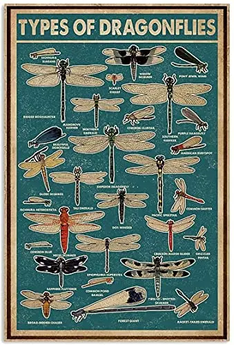 

Dragonfly Knowledge Retro Tin Signage Types Of Dragonflies Printing Poster Cafe School Home Education Living Room Garage Art Wal