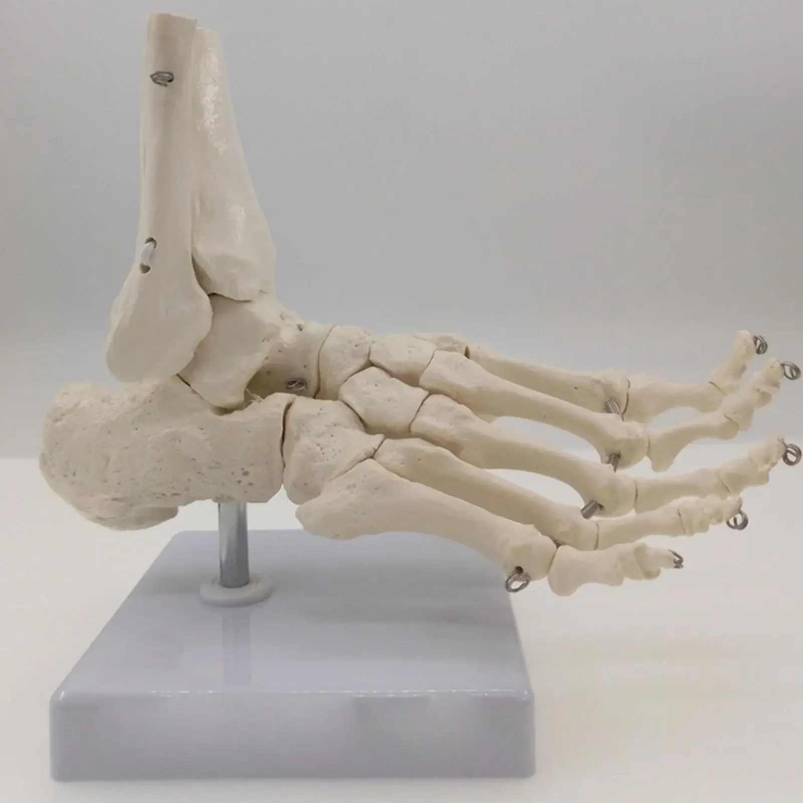 PVC Foot and Ankle Joint Functional Anatomical Skeleton Model Medical Display Teaching School Life Size