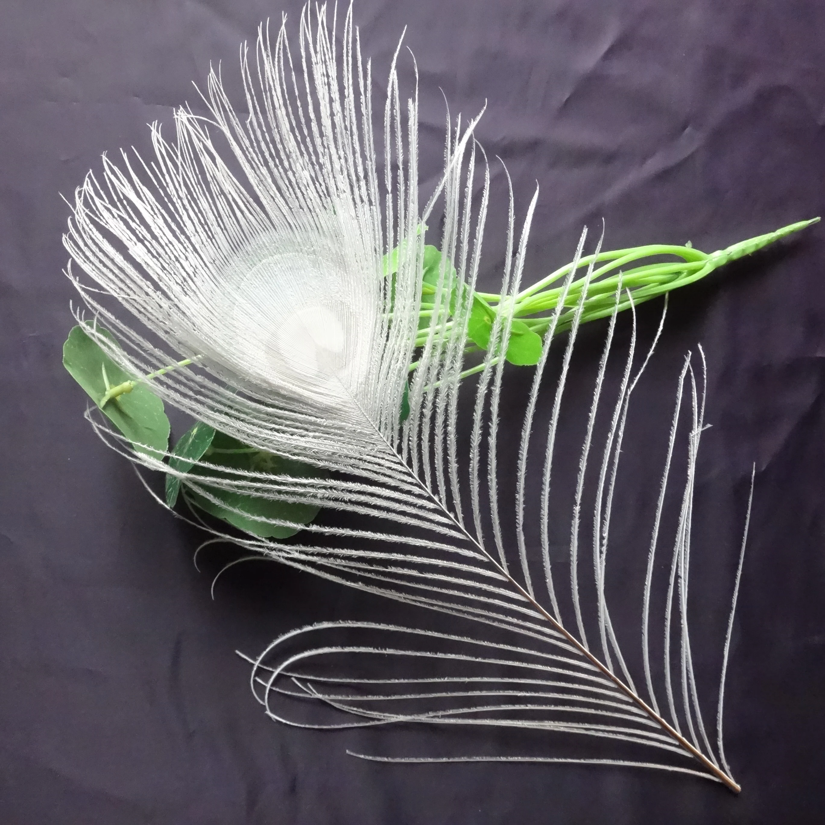 Beached Dyed Peacock feather 1000pcs 70-80cm 28-32inch Peacock Tail Eyes Feathers off white beige for Wedding Festival Party